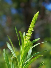 Reseda luteola