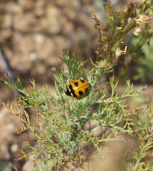 Coccinella transversoguttata