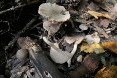 Coprinopsis melanthina