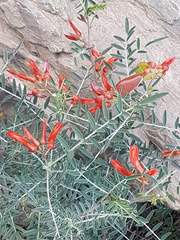 Lessertia frutescens