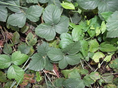 Rubus corylifolius