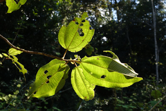 Dichaetanthera cordifolia image