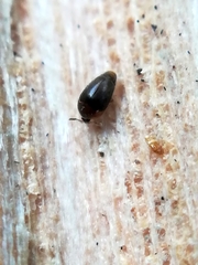 Sericoderus