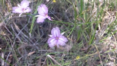 Thysanotus patersonii