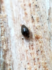Sericoderus