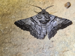 Hypobapta diffundens