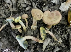Xerocomellus ripariellus