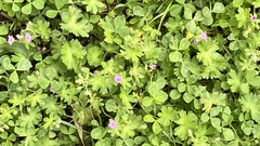 Geranium molle
