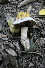 Agaricus devoniensis