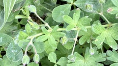Geranium molle