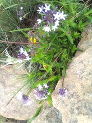 Pentanisia prunelloides