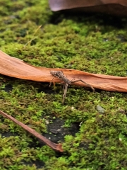 Miagrammopes