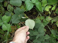 Rubus corylifolius