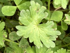 Geranium molle
