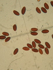 Psathyrella vinosofulva