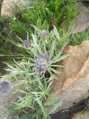 Pentanisia prunelloides