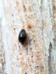 Sericoderus