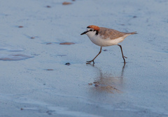 Charadrius ruficapillus
