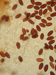 Psathyrella vinosofulva
