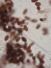 Psathyrella vinosofulva