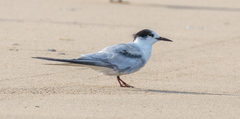Sterna hirundo longipennis