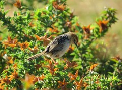 Cisticola tinniens