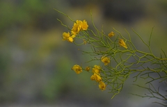 Senna aphylla