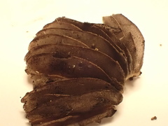 Psathyrella vinosofulva