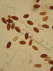 Psathyrella vinosofulva