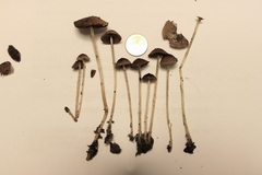 Psathyrella vinosofulva