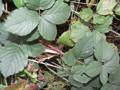 Rubus corylifolius