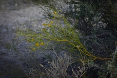 Senna aphylla
