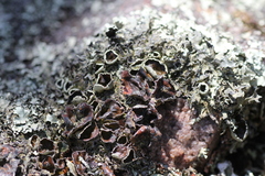 Xanthoparmelia conspersa