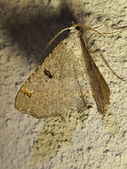Dissomorphia australiaria