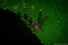 Stephanopis barbipes