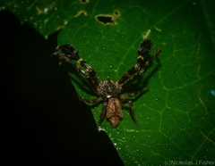 Stephanopis barbipes