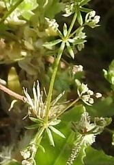 Galium parisiense