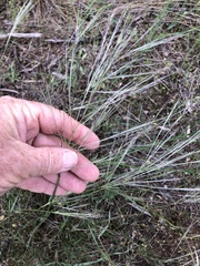 Austrostipa elegantissima