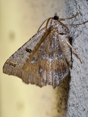 Dissomorphia australiaria