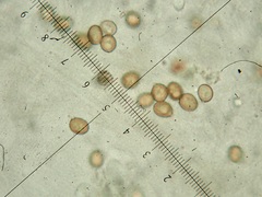 Agaricus devoniensis