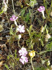 Silene colorata