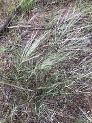 Austrostipa elegantissima