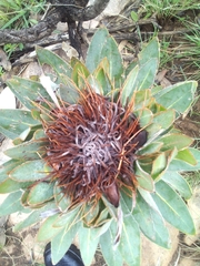 Protea roupelliae roupelliae