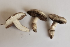 Agaricus devoniensis