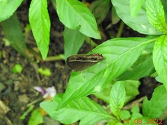 Mycalesis mineus