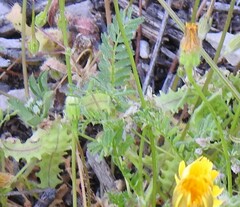 Biserrula pelecinus