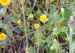 Leontodon longirostris