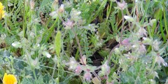 Campanula erinus