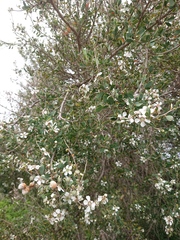 Leptospermum laevigatum