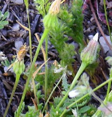 Leontodon longirostris